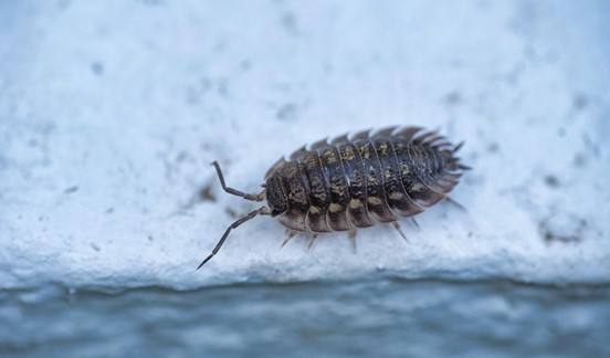 An isopod, commonly known as 'roly poly'.jpg